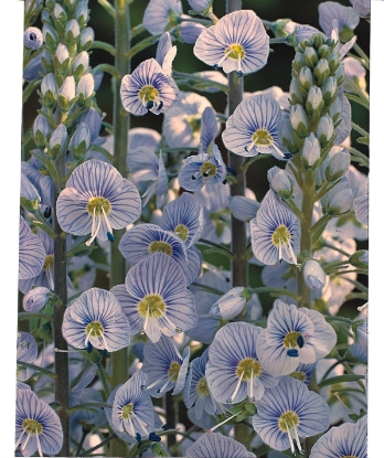 Picture of Veronica - Blue Streak